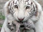 FOTO: tigresa albina dá à luz quatro filhotes em zoológico da Ucrânia Divulgação/AP Photo/Skazka Zoo FOTO: tigresa albina dá à luz quatro filhotes em zoológico da Ucrânia Divulgação/AP Photo/Skazka Zoo