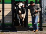 Animais chegam para a edição 2012 da Fenasul