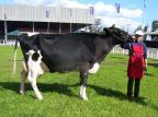 Os segredos da criação da melhor vaca leiteira gilberto cunha/divulgação Os segredos da criação da melhor vaca leiteira gilberto cunha/divulgação