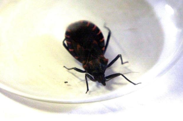 Simpósio mundial discute doenças negligenciadas, como o mal de Chagas Divulgação/Ver Descrição Simpósio mundial discute doenças negligenciadas, como o mal de Chagas Divulgação/Ver Descrição
