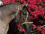 Cavalo Feriado de Santa Edwiges, atual campeão do Freio de Ouro