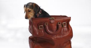 Como levar o animal de estimação em viagens ao exterior Stock Images/Stock Images