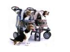 Você compraria um carrinho para seu cachorro? Divulgação/Petshop.com.br Você compraria um carrinho para seu cachorro? Divulgação/Petshop.com.br