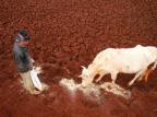 Animais morrem de fome e sede em Joia, no noroeste do Estado Roberto Witter/Agencia RBS Animais morrem de fome e sede em Joia, no noroeste do Estado Roberto Witter/Agencia RBS