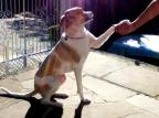 Cadela levada em assalto é encontrada em supermercado de Viamão Arquivo Pessoal/Arquivo Pessoal