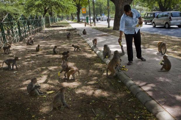 Mesmo atormentados, indianos continuam alimentando macacos nas ruas de Nova Déli Suzanne Lee/NYTNS Mesmo atormentados, indianos continuam alimentando macacos nas ruas de Nova Déli Suzanne Lee/NYTNS