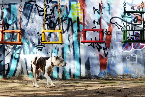 Pitbull desaparece de praça na Capital Mauro Vieira/Agencia RBS