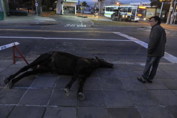 Cavalo é encontrado morto no bairro Glória, em Porto Alegre Bruno Alencastro/Agencia RBS