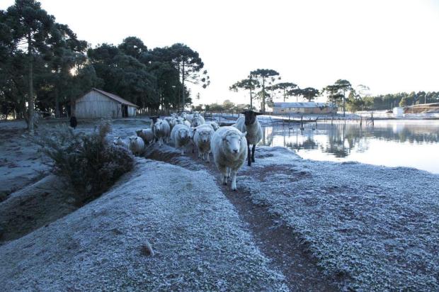 Com -6,3°C, Quaraí amanhece com a temperatura mais baixa do ano Liane Castilhos/Especial