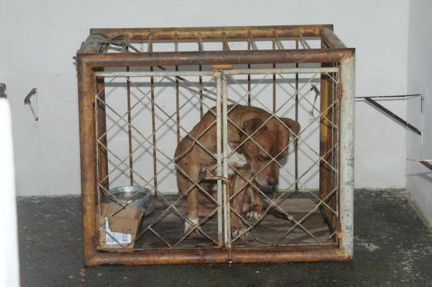 Comissão da Câmara adia votação de projeto de lei que proíbe reprodução de pitbulls e rottweilers Marcos Porto/Agencia RBS Comissão da Câmara adia votação de projeto de lei que proíbe reprodução de pitbulls e rottweilers Marcos Porto/Agencia RBS