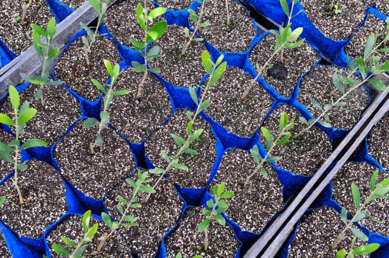 Interesse no cultivo deu espaço à produção de mudas, foco de uma empresa em Barra do Ribeiro  :imagem 3