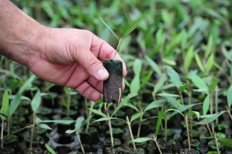 Motivados pelos países vizinhos, como Uruguai e Argentina, produtores gaúchos começaram a plantar oliveiras  :imagem 1