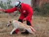 Os cães farejadores usados em operações de resgate são considerados atletas. Preparados desde os primeiros meses de vida, os animais treinam horas por dia