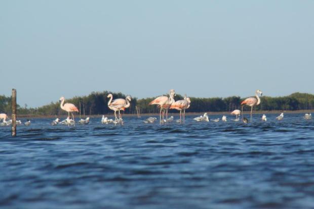 Lagoa do Peixe é atração no inverno seco João Batista/Especial Lagoa do Peixe é atração no inverno seco João Batista/Especial