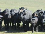 A vez dos búfalos: busca de recuperação no mercado do campo