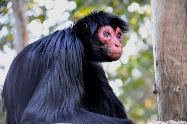 Macaco-aranha-de-cara-vermelha é o novo "galã" do Gramadozoo Caroline Zanchi,Divulgação/Gramadozoo,Divulgação Macaco-aranha-de-cara-vermelha é o novo "galã" do Gramadozoo Caroline Zanchi,Divulgação/Gramadozoo,Divulgação