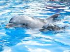 Mais um golfinho nasce no SeaWorld Orlando SeaWorld Parks & Entertainment/Divulgação Mais um golfinho nasce no SeaWorld Orlando SeaWorld Parks & Entertainment/Divulgação