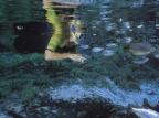 Bonito: o lugar ideal para se refrescar e, ao mesmo tempo, avistar cores e espécies só conhecidas por fotografia Ver Descrição/Ver Descrição Bonito: o lugar ideal para se refrescar e, ao mesmo tempo, avistar cores e espécies só conhecidas por fotografia Ver Descrição/Ver Descrição