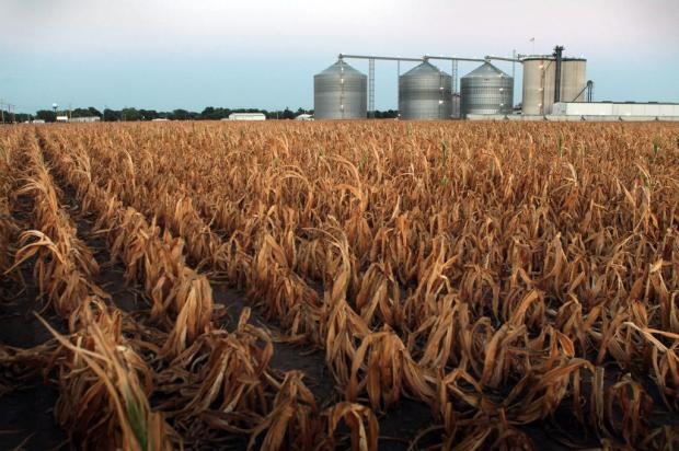 Seca nos Estados Unidos beneficia venda futura de grãos SCOTT OLSON/GETTY IMAGES / AFP