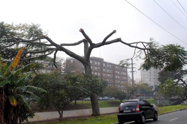Smam autua a CEEE por poda irregular de árvores na Avenida Ipiranga Sérgio Louruz/PMPA,Divulgação