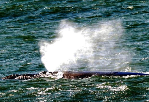 Baleia aparece na Praia do Morro das Pedras em Florianópolis Guto Kuerten/Agencia RBS