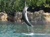 No Discovery Cove, em Orlando, o turista pode interagir com os golfinhos, que retribuem com acrobacias