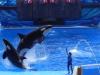 As baleias dão um espetáculo à parte no Estádio da Shamu, no SeaWorld de Orlando