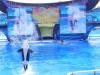 No Estádio da Shamu, no SeaWorld de Orlando, as baleias são um show à parte