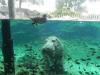 Interação com a natureza também é atração no Busch Gardens, em Tampa
