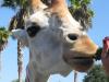 Durante o Serengeti Safari, no Busch Gardens, em Tampa, é possível alimentar as girafas