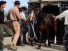 Na manhã desta segunda-feira, desembarcaram no Parque de Exposições Assis Brasil, em Esteio, os primeiros animais que participam da Expointer deste ano