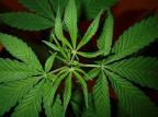 Novas pesquisas comprovam o potencial terapêutico da maconha Stock.Xchng/Divulgação Novas pesquisas comprovam o potencial terapêutico da maconha Stock.Xchng/Divulgação