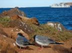 Promoção especial para desbravar Galápagos de navio Flávio Neves/Agencia RBS Promoção especial para desbravar Galápagos de navio Flávio Neves/Agencia RBS