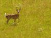 Veado-campeiro (Ozotoceros bezoarticus): vive nos campos, cerrado e Pantanal. No RS, Campos de Cima da Serra e campos da Fronteira 