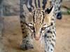 Jaguatirica (Leopardus pardalis): vive em florestas, cerrado, caatingas e Pantanal. No RS: metade Norte e Serra do Sudeste 