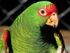 Charão (Amazona pretrei): vive em campos com capões de mata. No RS, Serra do Sudeste e Planalto Médio. No inverno, Campos de Cima da Serra 
