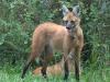 Lobo-guará (Chrysocyon brachyurus): vive em campos e cerrado. No RS, Campos de Cima da Serra e Meio-Oeste