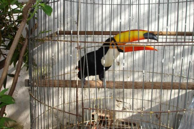 Operação desarticula tráfico de animais entre Brasil, Uruguai e Argentina Polícia Federal/Divulgação Operação desarticula tráfico de animais entre Brasil, Uruguai e Argentina Polícia Federal/Divulgação