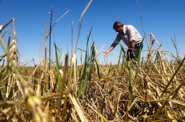 Excesso de chuva prejudica colheita de trigo no noroeste do Estado Rosângela Tatsch/Agência RBS