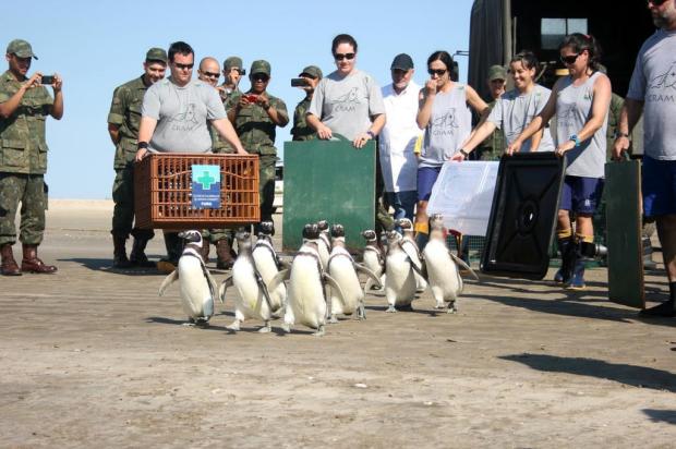 Animais são devolvidos ao mar em Rio Grande Márcio Gandra/Especial Animais são devolvidos ao mar em Rio Grande Márcio Gandra/Especial
