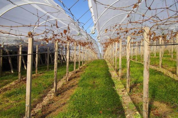 Lavouras gaúchas testam modelos de irrigação SOP/Divulgação