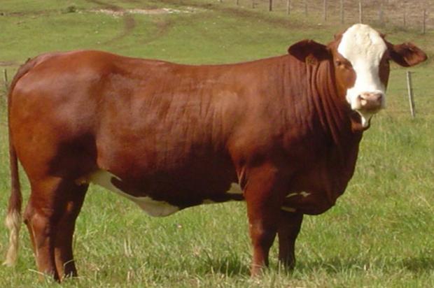 Criadores gaúchos explicam como escolhem o nome dos animais Divulgação/Divulgação Criadores gaúchos explicam como escolhem o nome dos animais Divulgação/Divulgação