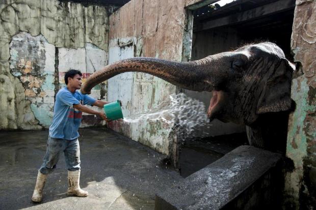 Estrela de zoológico nas Filipinas vira causa de direitos animais Jes Aznar/IHT