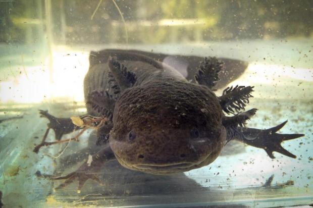 Desaparecimento de salamandra representa fim de elo natural entre mexicanos e cidade criada por astecas Rodrigo Cruz/NYTNS Desaparecimento de salamandra representa fim de elo natural entre mexicanos e cidade criada por astecas Rodrigo Cruz/NYTNS