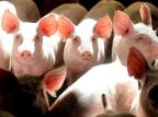 Embargo pode reduzir vendas de carne suína Sirli Freitas/Agencia RBS