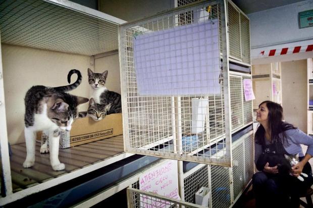 Gatos provocam desentendimento entre preservacionistas e abrigos em Roma Paolo Marchetti/IHT / NYTNS Gatos provocam desentendimento entre preservacionistas e abrigos em Roma Paolo Marchetti/IHT / NYTNS