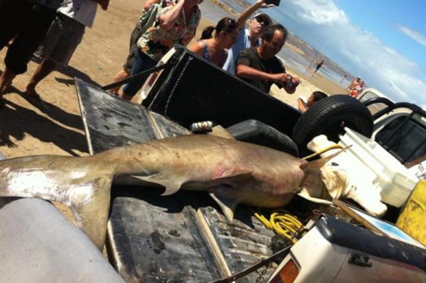 Pescador de Xangri-lá pega tubarão-martelo de quase 300 quilos Arquivo Pessoal/Arquivo Pessoal
