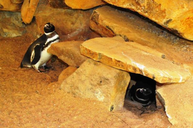 Pinguins colocam ovos em zoológico de Gramado e se revezam para chocar Christina Capalbo/divulgação Pinguins colocam ovos em zoológico de Gramado e se revezam para chocar Christina Capalbo/divulgação