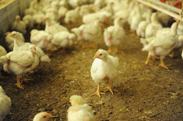 Produtores de aves enfrentam falta de ração e atraso de pagamentos Sirli Freitas/Agencia RBS Produtores de aves enfrentam falta de ração e atraso de pagamentos Sirli Freitas/Agencia RBS