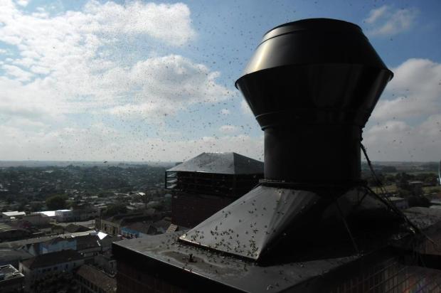 Revoada de formigas com asas assusta moradores de Cruz Alta Bombeiros de Cruz Alta/Agencia RBS